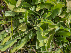 Sonchus novae-zelandiae