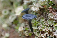 Arrhenia chlorocyanea