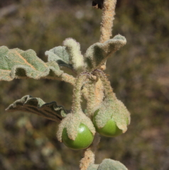 Solanum oldfieldii