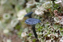 Arrhenia chlorocyanea