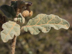 Solanum oldfieldii