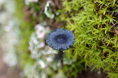 Arrhenia chlorocyanea