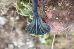 Arrhenia chlorocyanea