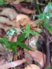 Hydrocotyle geraniifolia