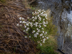 Veronica pauciramosa
