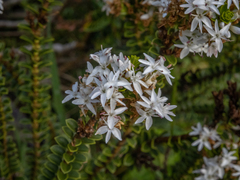 Veronica pauciramosa