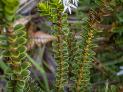 Veronica pauciramosa