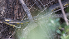 Dispholidus typus typus