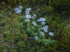 Celmisia angustifolia