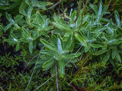 Celmisia angustifolia