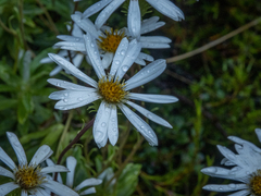 Celmisia angustifolia