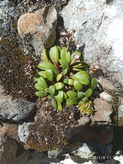 Gentianella saxosa