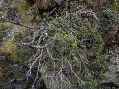 Helichrysum intermedium