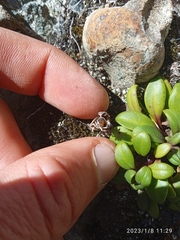 Gentianella saxosa