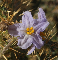 Solanum hoplopetalum