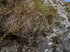 Pachycladon cheesemanii