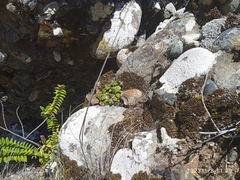 Gentianella saxosa