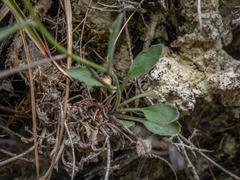 Pachycladon cheesemanii