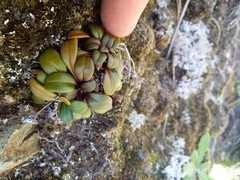 Gentianella saxosa