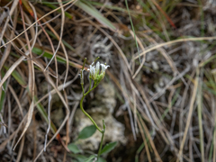 Pachycladon cheesemanii