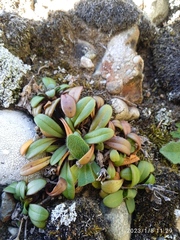 Gentianella saxosa