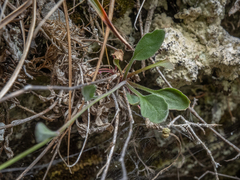 Pachycladon cheesemanii