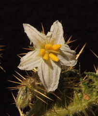 Solanum hoplopetalum