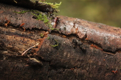 Calocera cornea