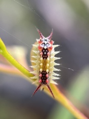 Doratifera quadriguttata