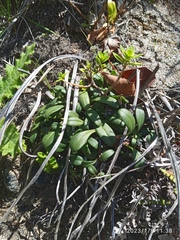 Gentianella saxosa
