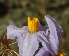 Solanum hoplopetalum