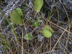 Sonchus novae-zelandiae
