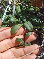 Gentianella saxosa