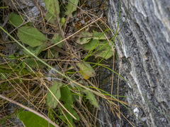 Sonchus novae-zelandiae