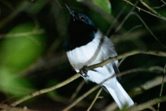 Lalage melanoptera