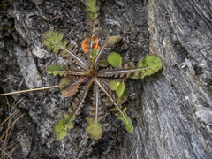 Sonchus novae-zelandiae