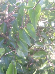 Ziziphus mucronata