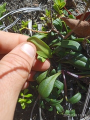 Gentianella saxosa