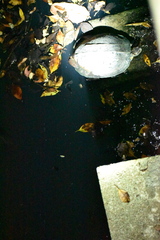 Melanochelys trijuga