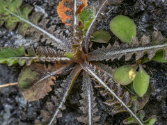 Sonchus novae-zelandiae