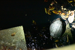 Melanochelys trijuga