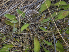 Sonchus novae-zelandiae