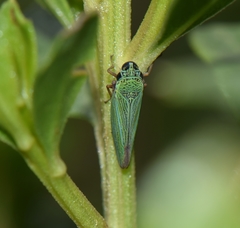 Graphocephala psephena