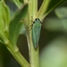 Graphocephala psephena - Photo 由 R.E.Llanos 所上傳的 (c) R.E.Llanos，保留部份權利CC BY-NC-SA
