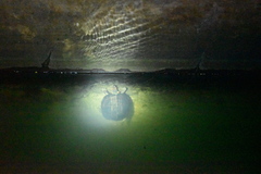 Melanochelys trijuga