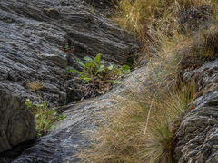 Sonchus novae-zelandiae