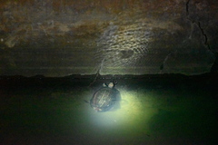 Melanochelys trijuga