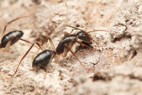 Camponotus claripes