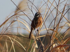 Emberiza cioides