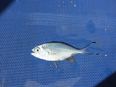 Trachinotus ovatus
